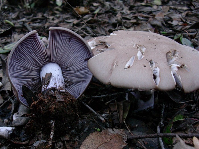 863 Dicembre vecchio ritrovamento